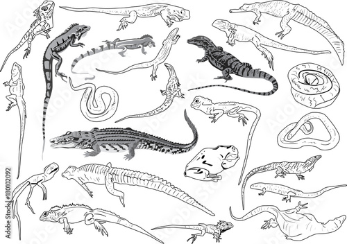 set of reptiles outlines isolated on white