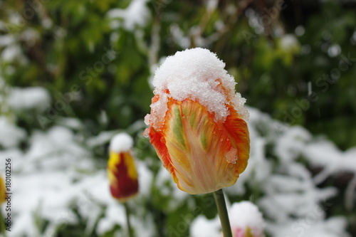 тюльпаны снег цветы