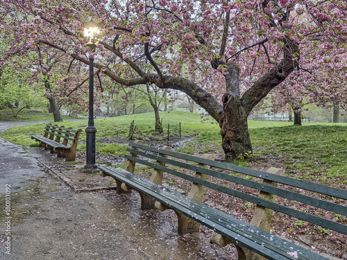 Central Park  New York City spring