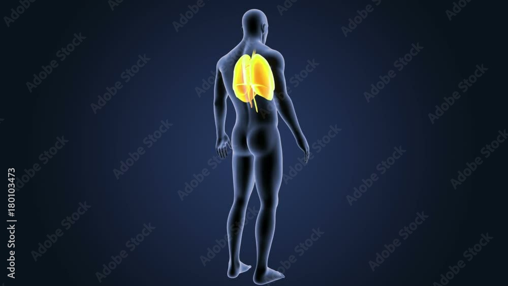 Heart, Lungs and Diaphragm with Body Heart, Lungs and Diaphragm with Body