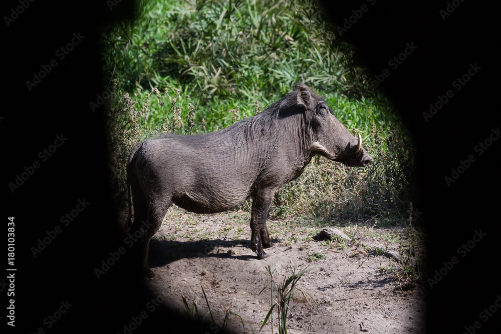 Warzenschwein (Phacochoerus africanus) Warzenschwein (Phacochoerus africanus)