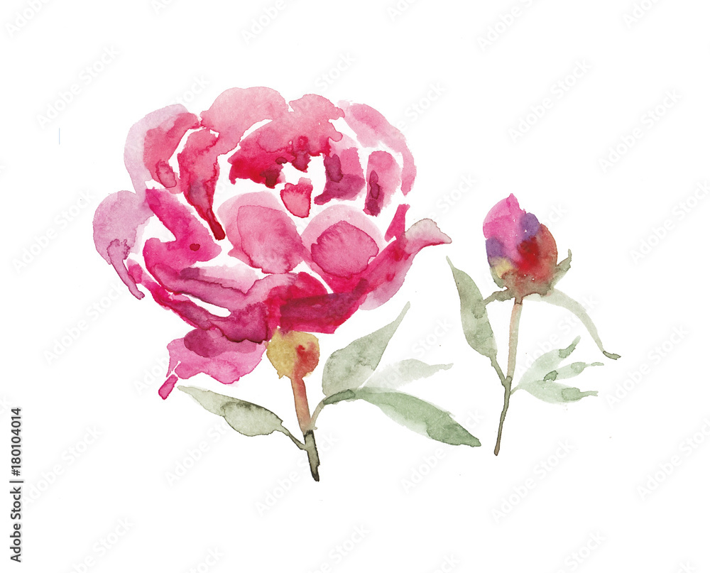 Peony flower on white background. Watercolor illustration Peony flower on white background. Watercolor illustration