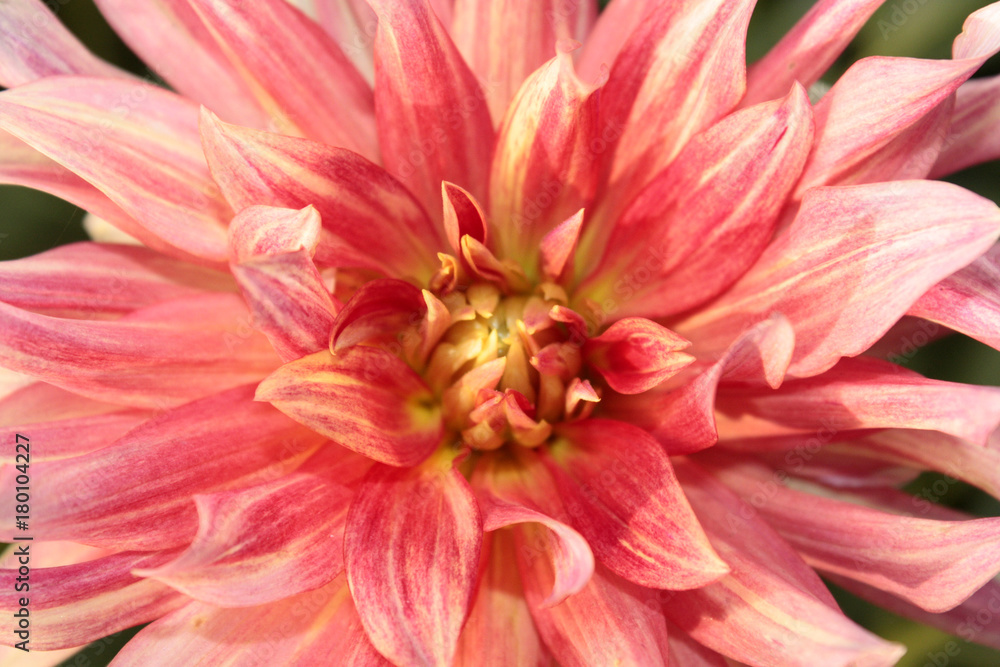 dahlia dahlia