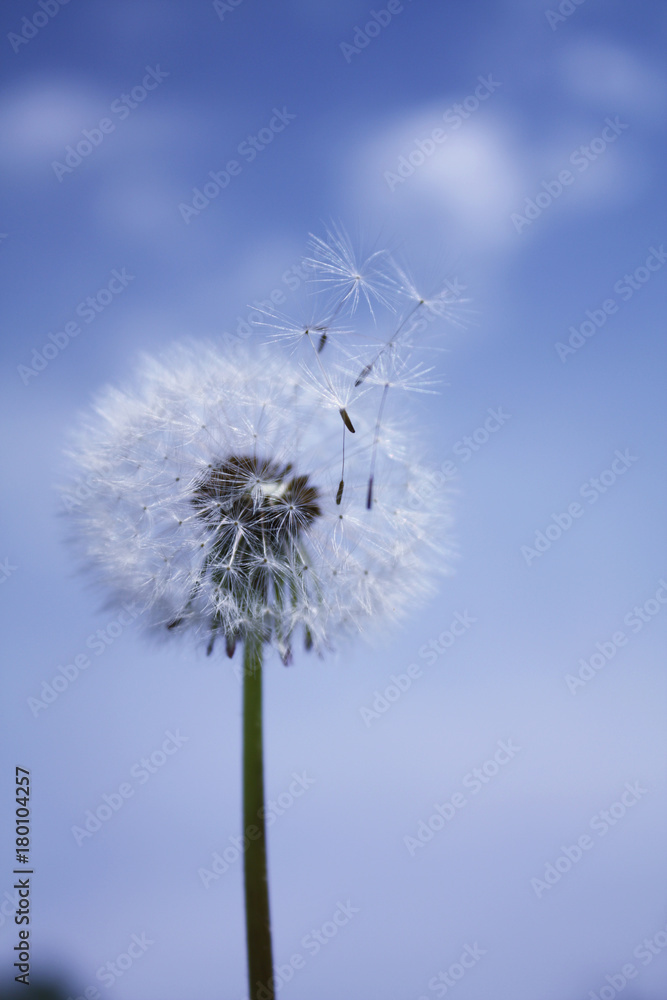 dandelion