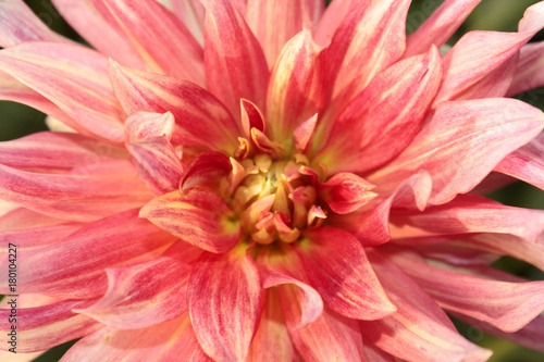 dahlia