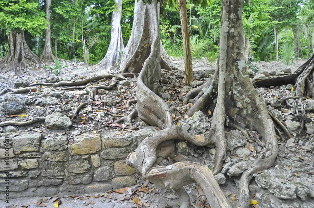 Tree in the Forest near Chacchoben Mayan Ruins in Mexico Tree in the Forest near Chacchoben Mayan Ruins in Mexico