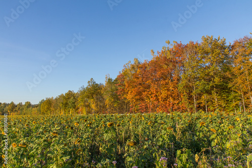 Fototapeta Naklejka Na Ścianę i Meble -  sunflowers in fall