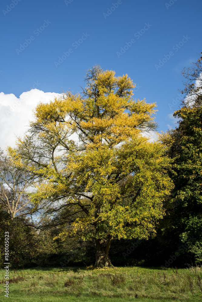 Ginkgo biloba in autumn colors