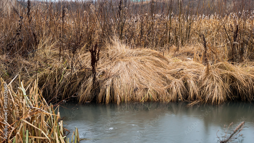 Fototapeta premium Change of seasons concept: yellow grass, reeds by the frozen icy river or lake in late autumn or early winter