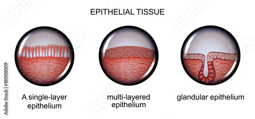 epithelial tissue. types of epithelium. photo