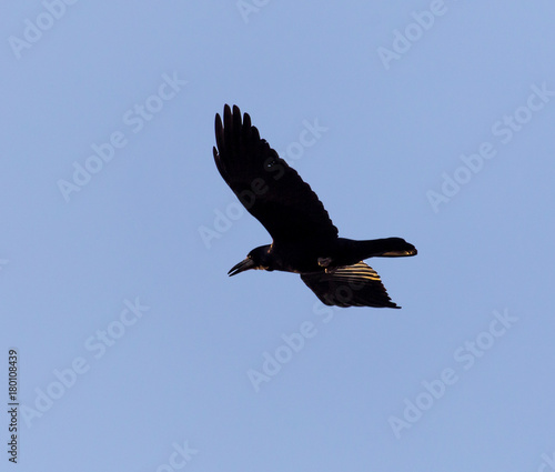 black crow on blue sky in flight