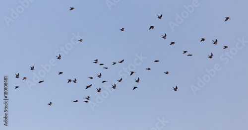 flock of birds of pigeons against blue sky sunset