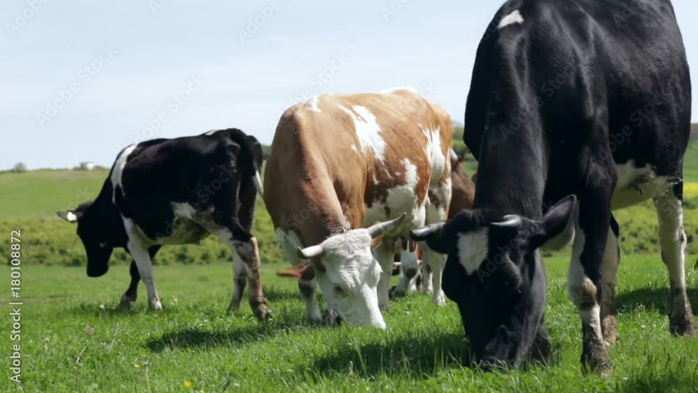 Cattle in the countryside Cattle in the countryside