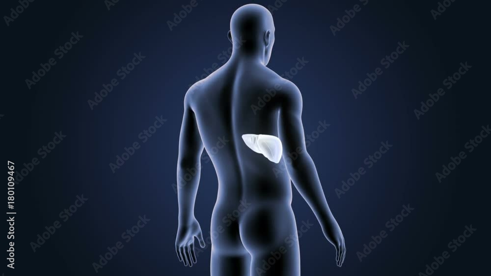 Liver with Body Liver with Body