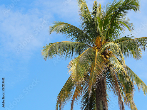 Coconut tree © meeboonstudio