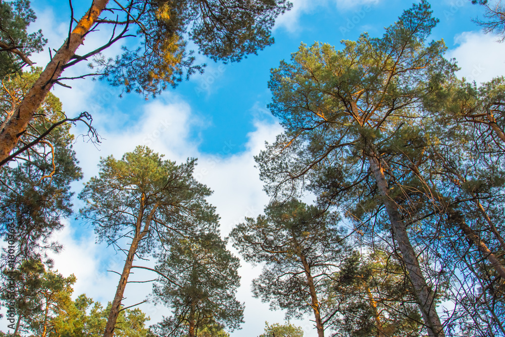 Crowns of coniferous trees against a bright blue sky in the forest