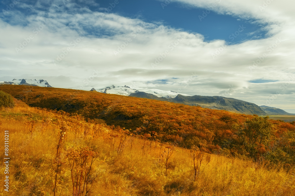 View of the slopes covered with bright autumn vegetation and dried flowers. In the background, the snow-capped tops of the mountains. autumn in Iceland.  Transition from autumn to winter.
