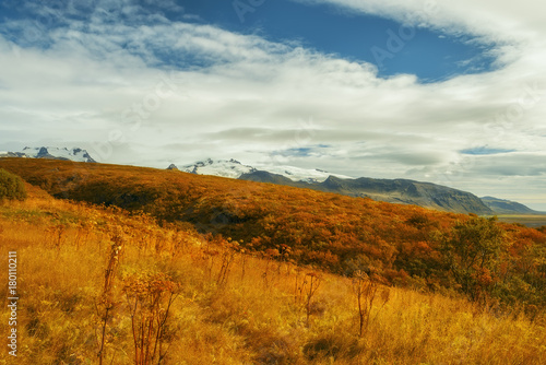 View of the slopes covered with bright autumn vegetation and dried flowers. In the background, the snow-capped tops of the mountains. autumn in Iceland. Transition from autumn to winter. 