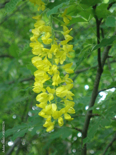 Laburnum anagyroides ornamental yellow shrub branches in bloom against. photo