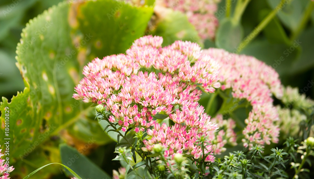 Obraz premium pink flower in a park in the nature