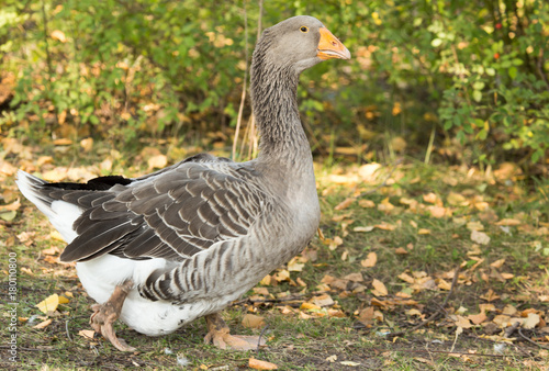 portrait of a goose in a park in autumn