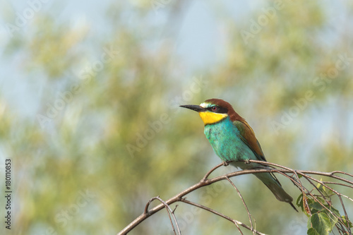 Colorful bird outdoor and wildlife. European bee-eater (Merops apiaster) in natural habitat. 