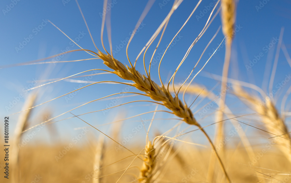 Yellow ears of wheat against the blue sky Yellow ears of wheat against the blue sky