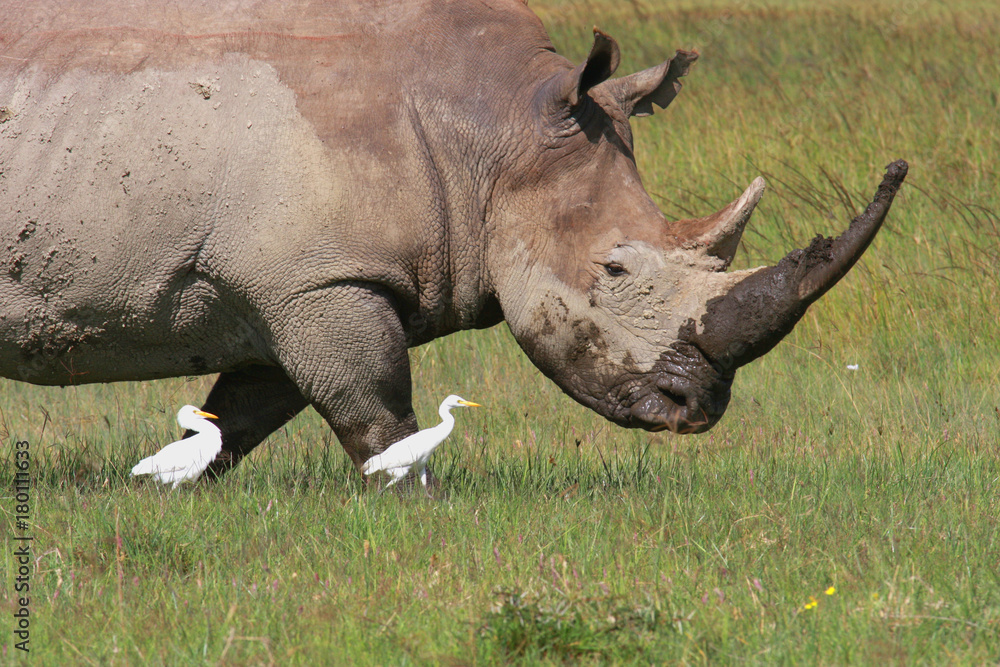 Fototapeta premium Breitmaulnashorn mit Kuhreiher, Ceratotherium simum, Naivashasee, Kenia, Ostafrika