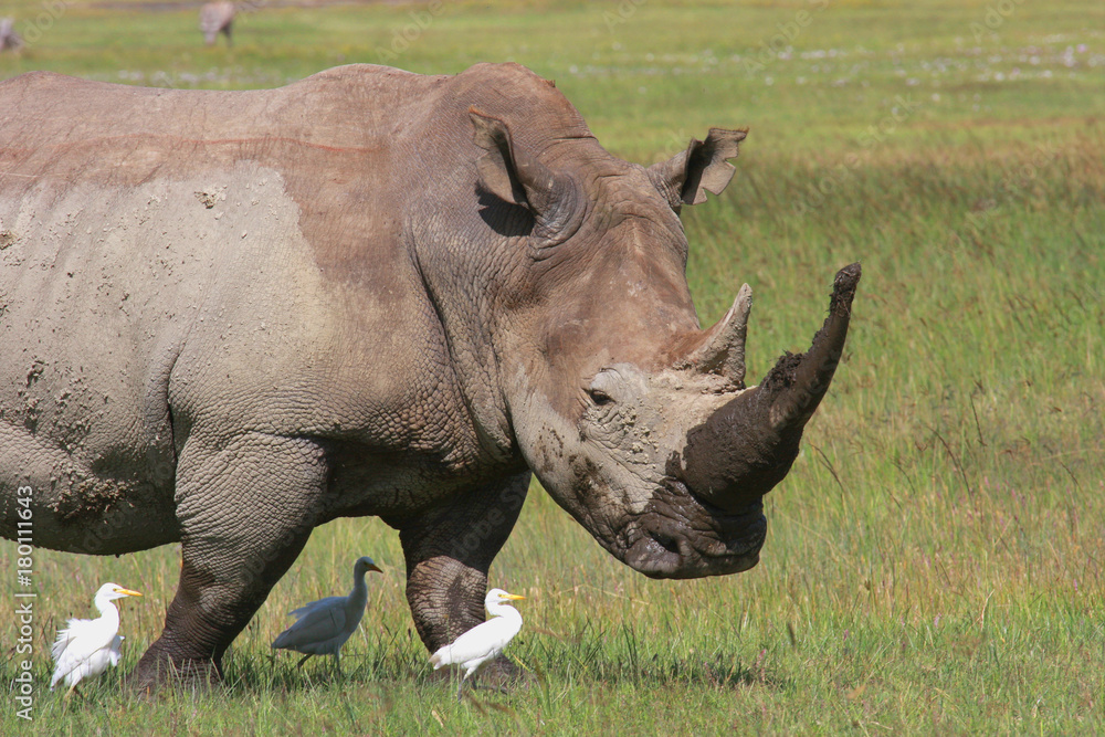 Breitmaulnashorn seitlich mit Kuhreiher, Ceratotherium simum), Naivashasee, Kenia, Ostafrika Breitmaulnashorn seitlich mit Kuhreiher, Ceratotherium simum), Naivashasee, Kenia, Ostafrika
