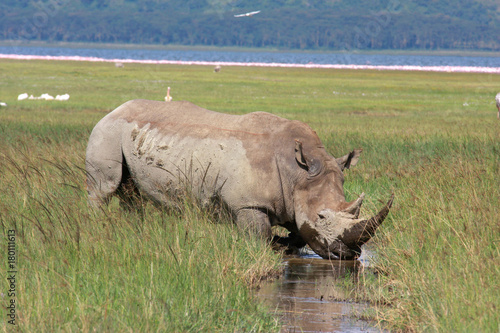 Breitmaulnashorn  geht durch Sumpflandschaft  Naivashasee  Kenia  Ostafrika  Ceratotherium simum