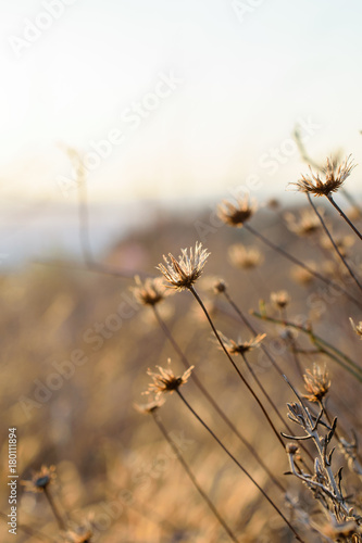 Dried flowers on sunset