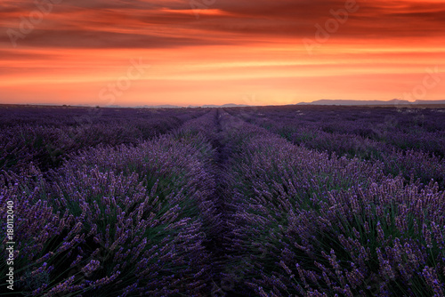 Lavender field at dusk in Provence, beautiful nature landscape with fiery sky, France