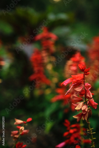 Bush of Red Salvia in Sukhumi botanic garden, Abkhazia