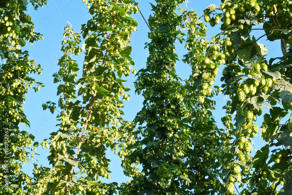 Detail of Hop Field During Vegetation in the Sunny Day Detail of Hop Field During Vegetation in the Sunny Day