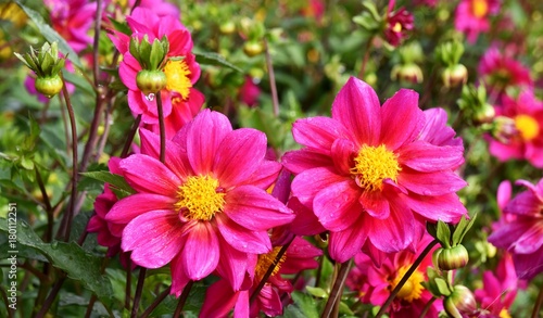 Close up of beautiful pink Flowers in the garden