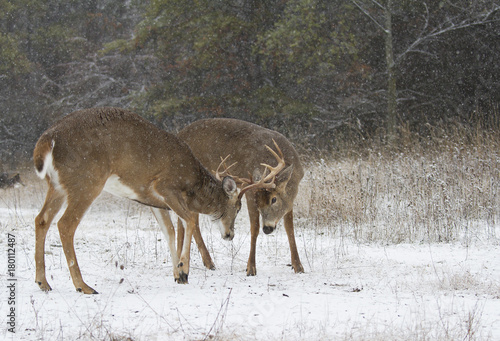 Two white-tailed deer bucks fighting each other on a snowy day in Ottawa, Canada