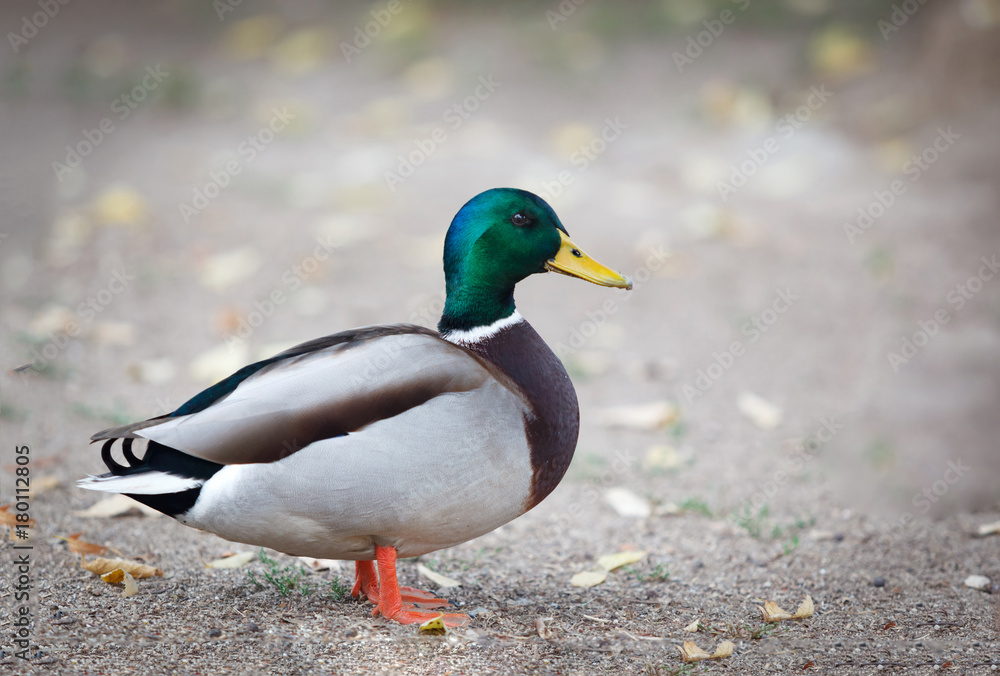 Beautiful duck walking in a park Beautiful duck walking in a park