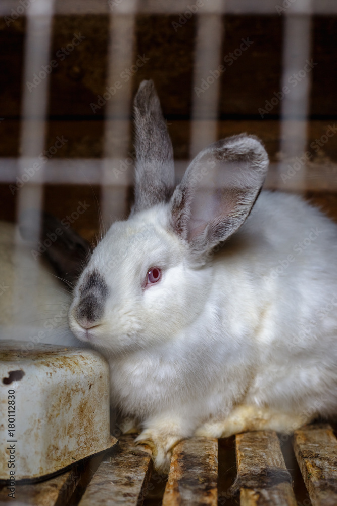 Obraz premium Rabbit in the cage. Breeding of domestic animals.