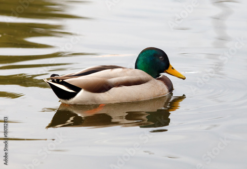 Beautiful duck swimming in a lake