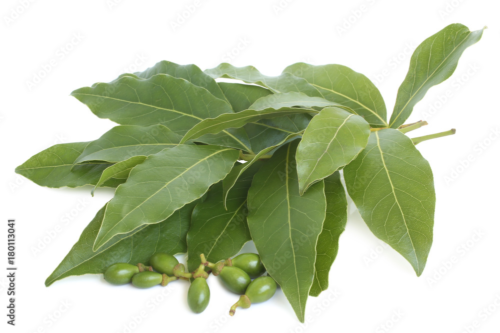 Fototapeta premium Fresh bay leaves with unripe fruit