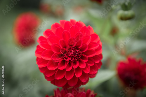 red dahlia flower in garden - closeup with detail  blurred background