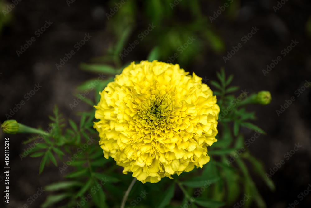 yellow dahlia flower in garden - closeup with detail, blurred background yellow dahlia flower in garden - closeup with detail, blurred background