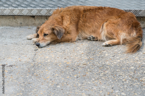 Sweet homeless stray dog laying on street