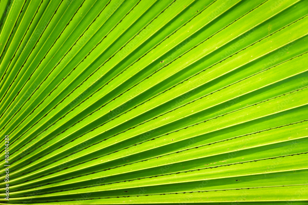 Obraz premium green exotic leaf texture close-up for design use