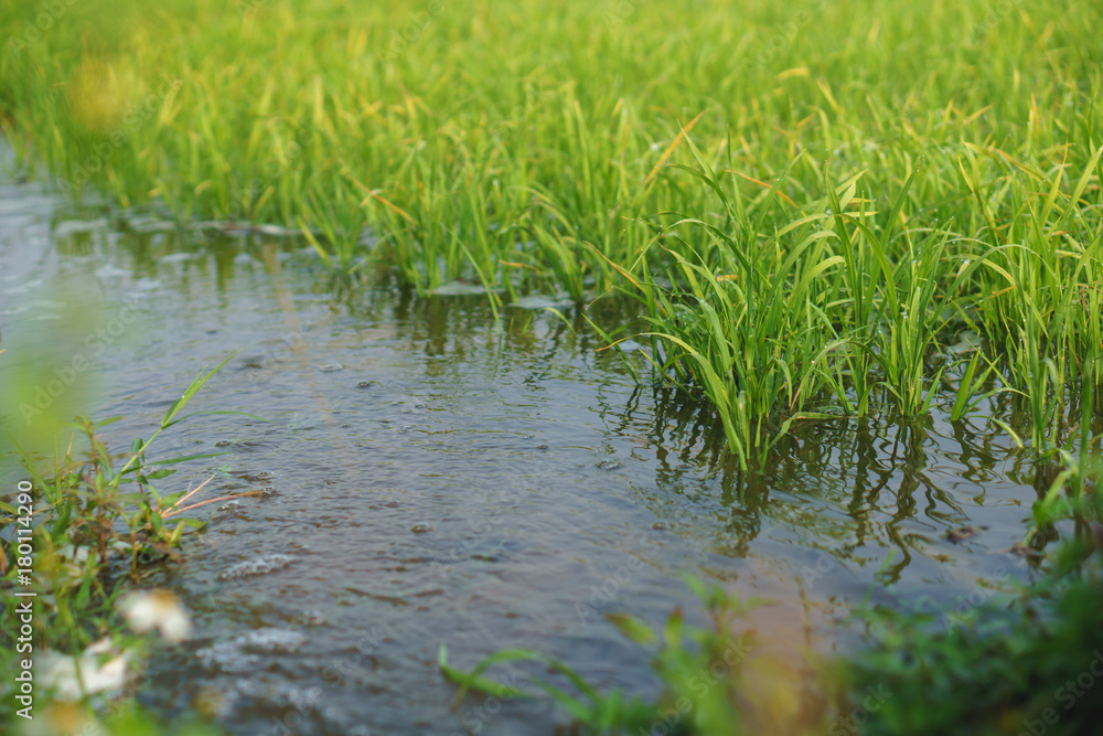 Small rice plants with full water at rice field Small rice plants with full water at rice field
