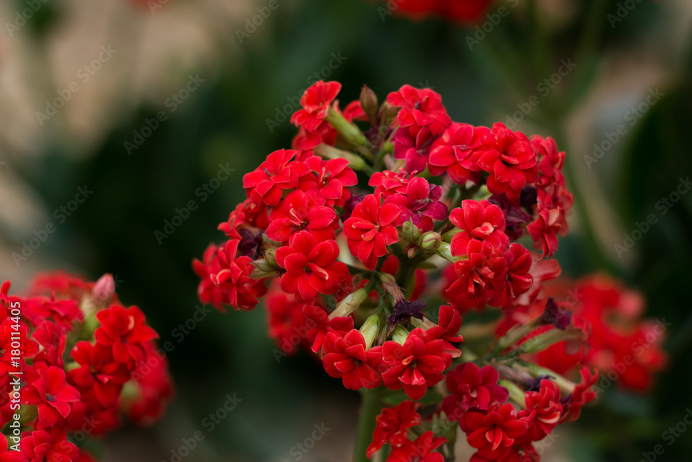 Different flowers and plants in Flower dome in Singapore Different flowers and plants in Flower dome in Singapore