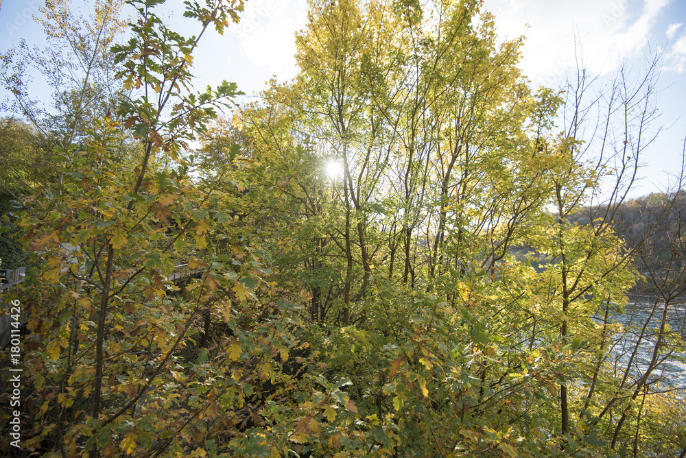 Fototapeta premium Autumn Leaves Background