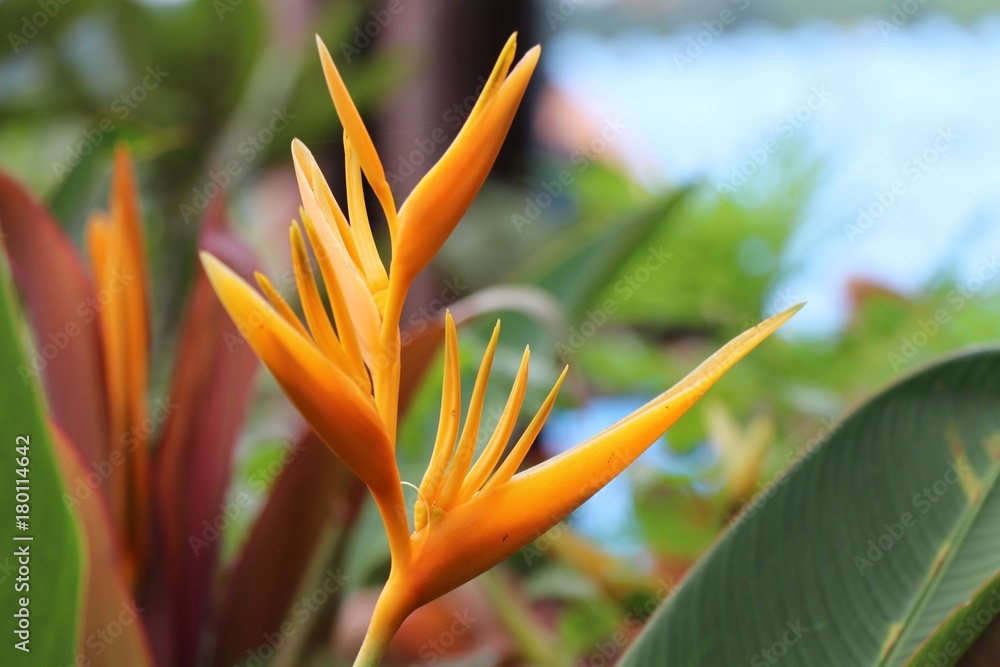 Obraz premium Bird of Paradise orange color in nature background with water drops on flowers
