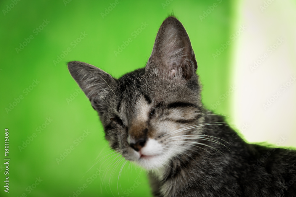 Blinded cat with closed eyes - portrait of kitten