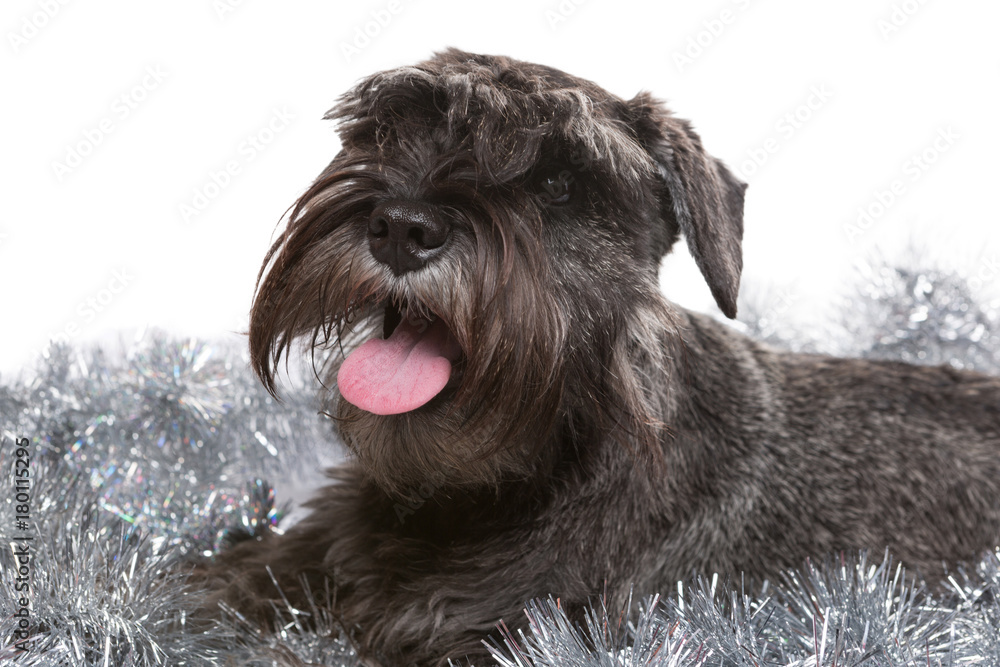 dog zwergschnauzer sits on silvery tinsel, celebrates the new year, holiday